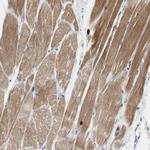 ECRG4 Antibody in Immunohistochemistry (Paraffin) (IHC (P))