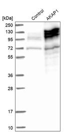 AKAP1 Antibody in Western Blot (WB)