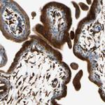 FKBP7 Antibody in Immunohistochemistry (Paraffin) (IHC (P))