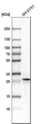 FKBP7 Antibody in Western Blot (WB)