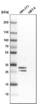 FKBP7 Antibody in Western Blot (WB)