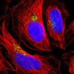 TMF1 Antibody in Immunocytochemistry (ICC/IF)