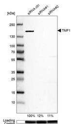 TMF1 Antibody in Western Blot (WB)