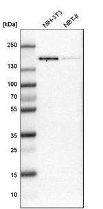 TMF1 Antibody in Western Blot (WB)