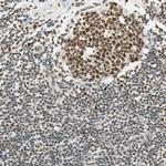 SMARCA5 Antibody in Immunohistochemistry (Paraffin) (IHC (P))