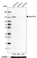 SMARCA5 Antibody in Western Blot (WB)