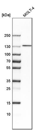 SMARCA5 Antibody in Western Blot (WB)