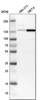 SMARCA5 Antibody in Western Blot (WB)