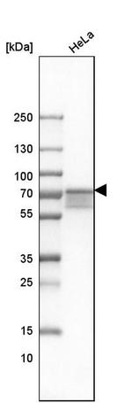 FUS Antibody