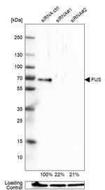 FUS Antibody in Western Blot (WB)