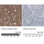 Neurofascin Antibody