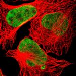 HEXIM1 Antibody in Immunocytochemistry (ICC/IF)