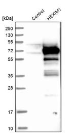 HEXIM1 Antibody in Western Blot (WB)