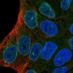 ENDOD1 Antibody in Immunocytochemistry (ICC/IF)