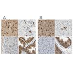 ENDOD1 Antibody in Immunohistochemistry (IHC)