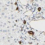 ENDOD1 Antibody in Immunohistochemistry (IHC)