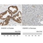 ENDOD1 Antibody