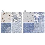 B4GALNT1 Antibody in Immunohistochemistry (IHC)