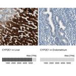 CYP2E1 Antibody