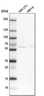 SHOC2 Antibody in Western Blot (WB)