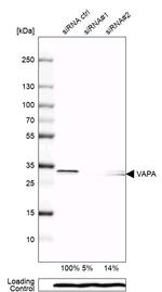 VAPA Antibody