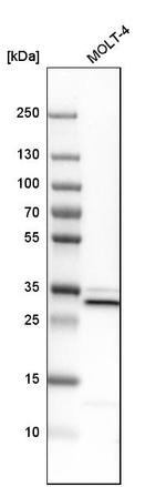 VAPA Antibody in Western Blot (WB)