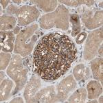 OAZ1 Antibody in Immunohistochemistry (Paraffin) (IHC (P))