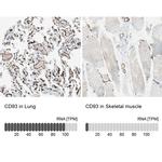 CD93 Antibody