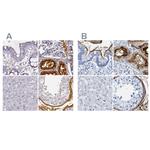 DPEP1 Antibody in Immunohistochemistry (IHC)