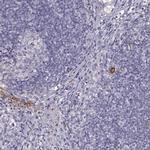 DPEP1 Antibody in Immunohistochemistry (IHC)