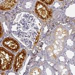 DPEP1 Antibody in Immunohistochemistry (IHC)