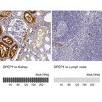 DPEP1 Antibody