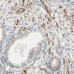 NDFIP1 Antibody in Immunohistochemistry (Paraffin) (IHC (P))