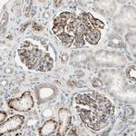 NDFIP1 Antibody in Immunohistochemistry (IHC)