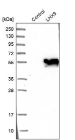 LHX9 Antibody in Western Blot (WB)