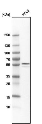 ALDH1A2 Antibody in Western Blot (WB)