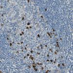 SELS Antibody in Immunohistochemistry (Paraffin) (IHC (P))