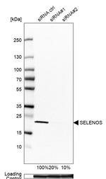 SELS Antibody