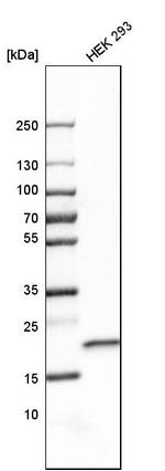 SELS Antibody in Western Blot (WB)