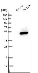 DHODH Antibody in Western Blot (WB)