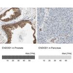 ENDOD1 Antibody in Immunohistochemistry (IHC)