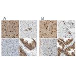 ENDOD1 Antibody in Immunohistochemistry (IHC)