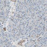 ENDOD1 Antibody in Immunohistochemistry (IHC)