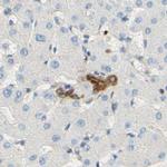 ENDOD1 Antibody in Immunohistochemistry (IHC)