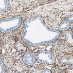 MFAP5 Antibody in Immunohistochemistry (Paraffin) (IHC (P))