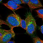 Synaptotagmin 4 Antibody in Immunocytochemistry (ICC/IF)