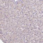 Synaptotagmin 4 Antibody in Immunohistochemistry (Paraffin) (IHC (P))