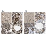 CYB5R1 Antibody in Immunohistochemistry (IHC)