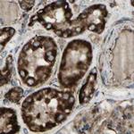 CYB5R1 Antibody in Immunohistochemistry (IHC)