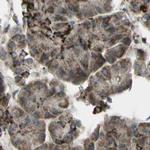 CYB5R1 Antibody in Immunohistochemistry (IHC)